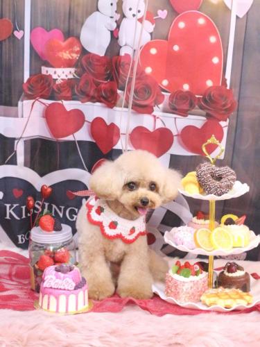 20250224ラブちゃん